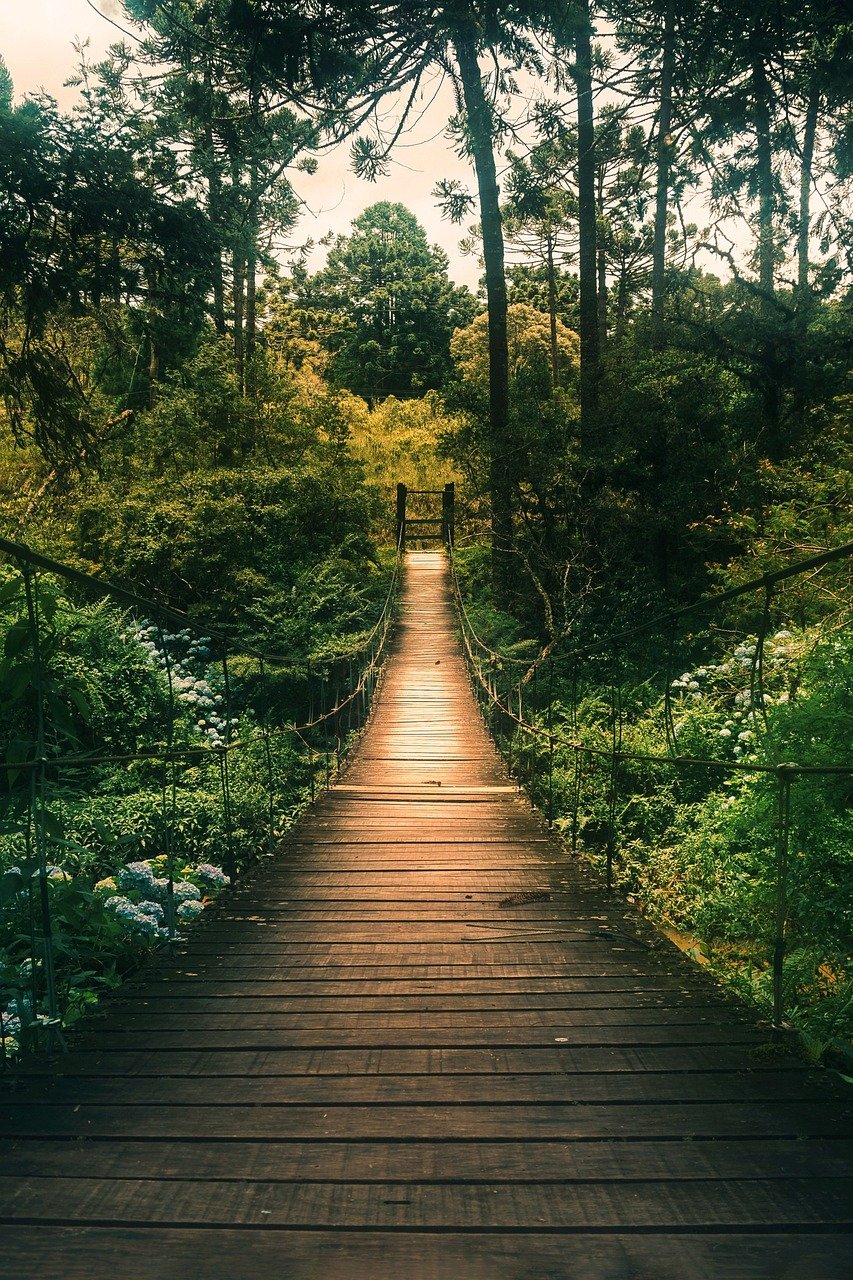 bridge, pathway, trees-5670640.jpg