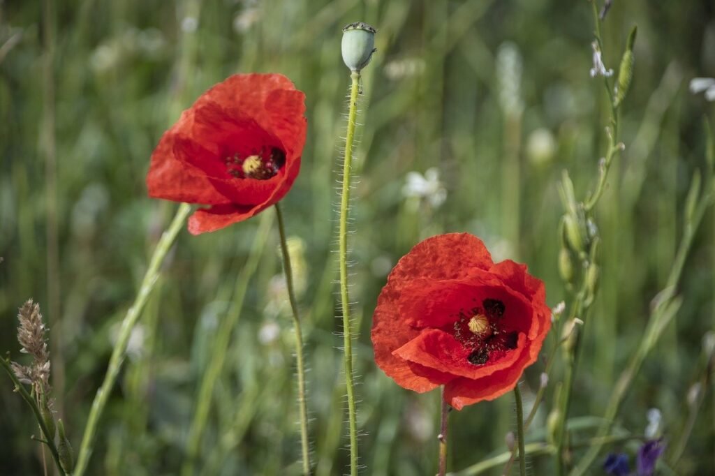 red, flower background, poppies-8768696.jpg