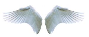 wings, angel, swan-3303028.jpg